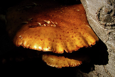 BUITEN BEELD Foto: 72497