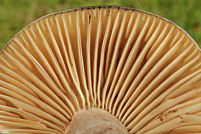 BUITEN BEELD Foto: 72501