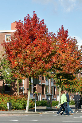 BUITEN BEELD Foto: 72511