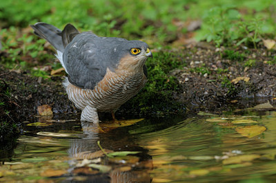 BUITEN BEELD Foto: 72518