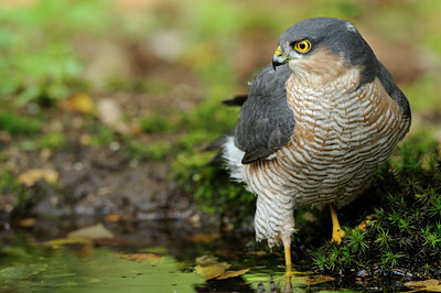 BUITEN BEELD Foto: 72521