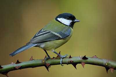 BUITEN BEELD Foto: 72585