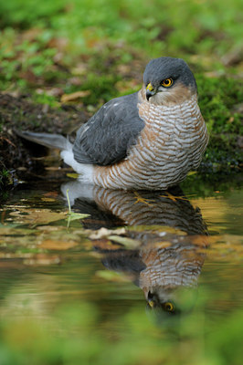 BUITEN BEELD Foto: 72591