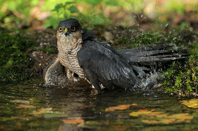BUITEN BEELD Foto: 72592
