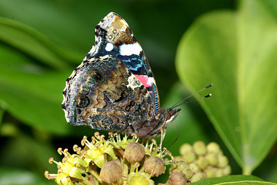 BUITEN BEELD Foto: 72597