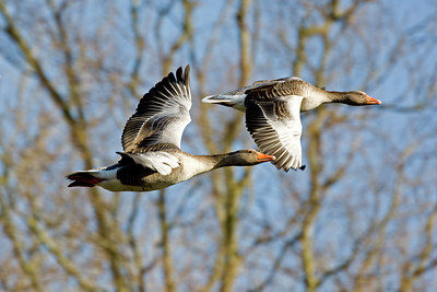 BUITEN BEELD Foto: 72643