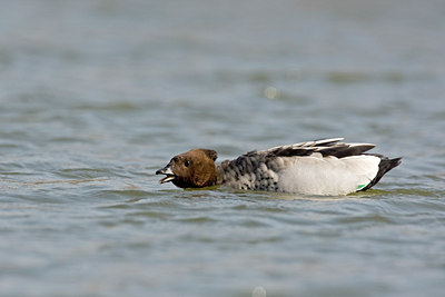 BUITEN BEELD Foto: 72649