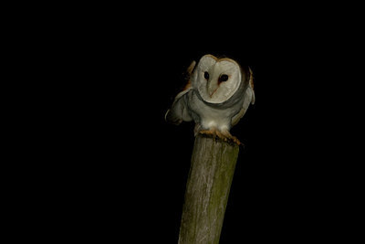 BUITEN BEELD Foto: 72651