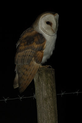 BUITEN BEELD Foto: 72659