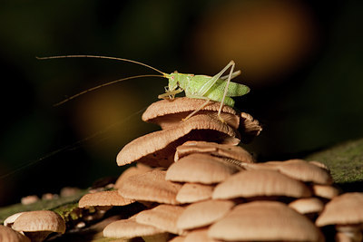 BUITEN BEELD Foto: 72711