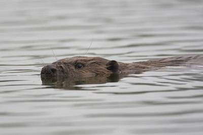 BUITEN BEELD Foto: 72722
