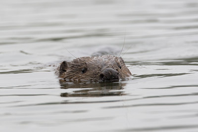 BUITEN BEELD Foto: 72723