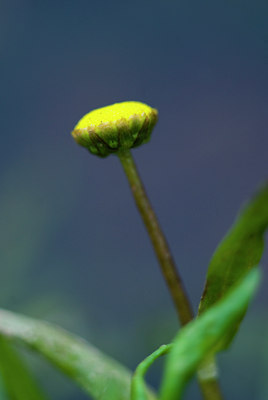 BUITEN BEELD Foto: 72747