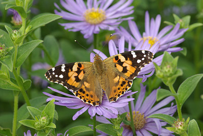 BUITEN BEELD Foto: 72791