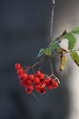 BUITEN BEELD Foto: 72811