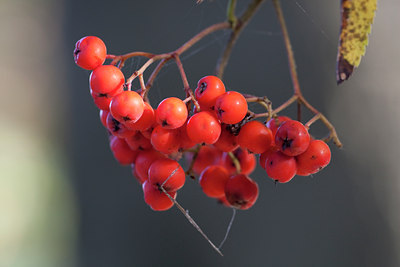 BUITEN BEELD Foto: 72814