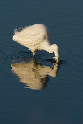 BUITEN BEELD Foto: 72829