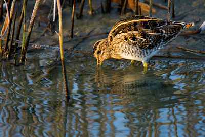 BUITEN BEELD Foto: 72837