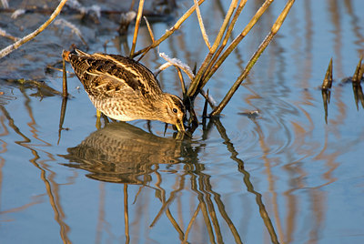 BUITEN BEELD Foto: 72838