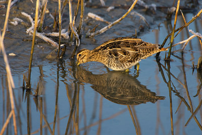 BUITEN BEELD Foto: 72839