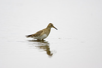 BUITEN BEELD Foto: 72903