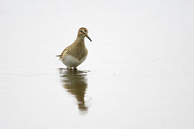 BUITEN BEELD Foto: 72904