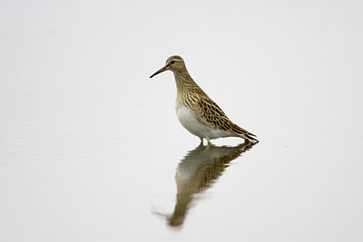 BUITEN BEELD Foto: 72905