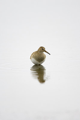 BUITEN BEELD Foto: 72907