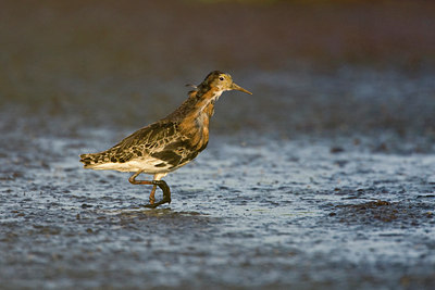 BUITEN BEELD Foto: 72920