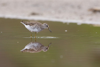 BUITEN BEELD Foto: 73050