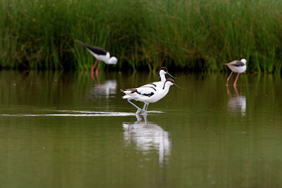 BUITEN BEELD Foto: 73062