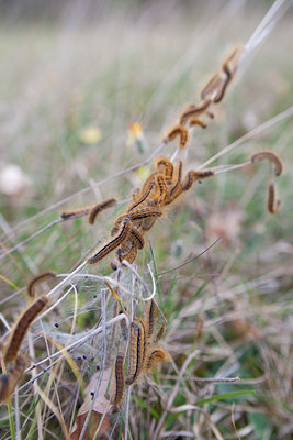 BUITEN BEELD Foto: 73067