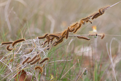 BUITEN BEELD Foto: 73068