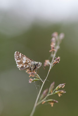 BUITEN BEELD Foto: 73072