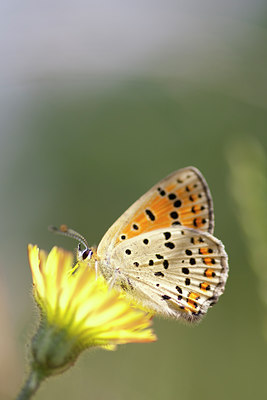 BUITEN BEELD Foto: 73081