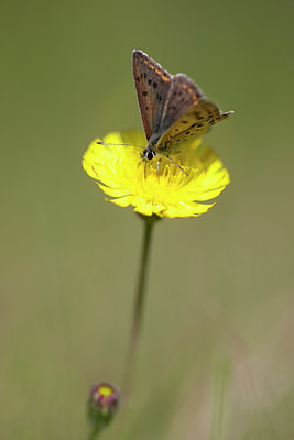 BUITEN BEELD Foto: 73082