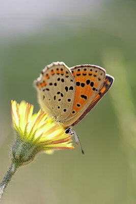 BUITEN BEELD Foto: 73083