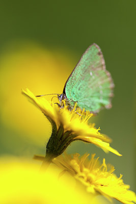 BUITEN BEELD Foto: 73086