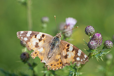BUITEN BEELD Foto: 73121
