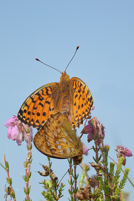 BUITEN BEELD Foto: 73127