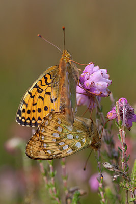 BUITEN BEELD Foto: 73128
