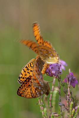 BUITEN BEELD Foto: 73130