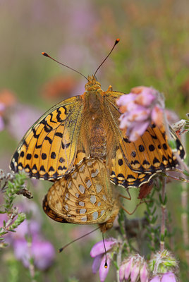 BUITEN BEELD Foto: 73134