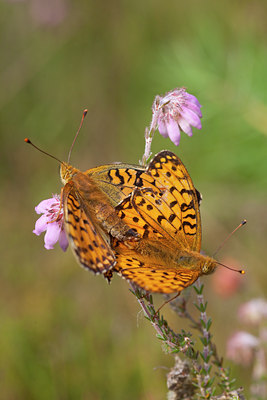 BUITEN BEELD Foto: 73136