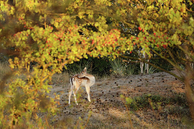 BUITEN BEELD Foto: 73161