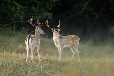 BUITEN BEELD Foto: 73162