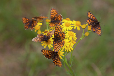BUITEN BEELD Foto: 73169