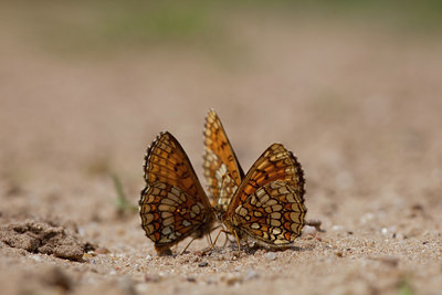 BUITEN BEELD Foto: 73170