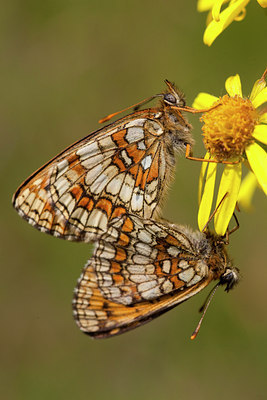 BUITEN BEELD Foto: 73173