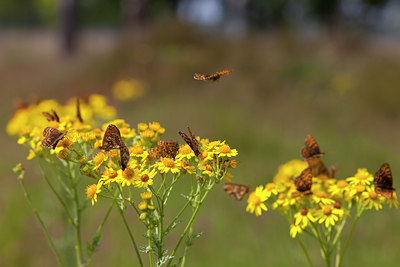 BUITEN BEELD Foto: 73175